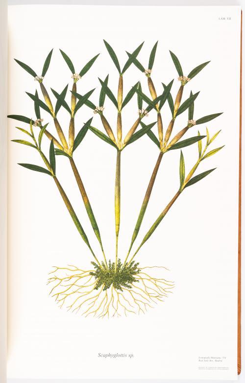 Flora de la Expedición Botánica