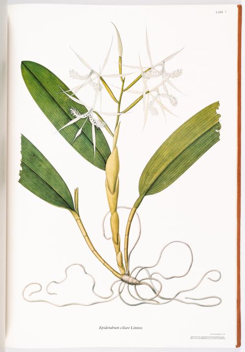 Flora de la Expedición Botánica