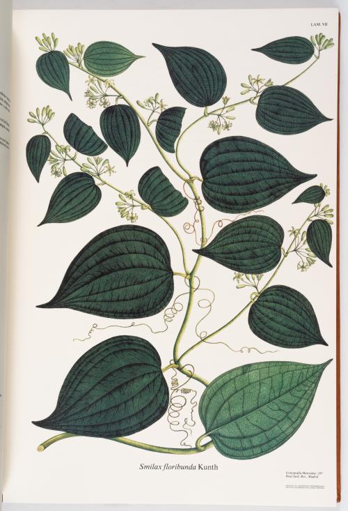 Flora de la Expedición Botánica