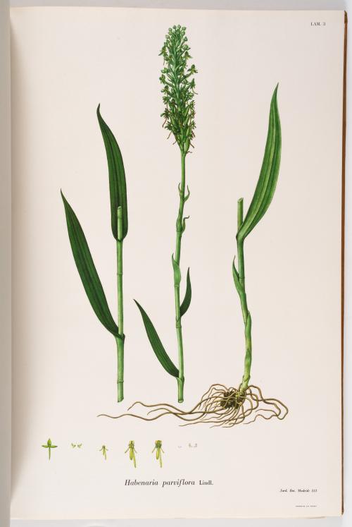 Flora de la Expedición Botánica