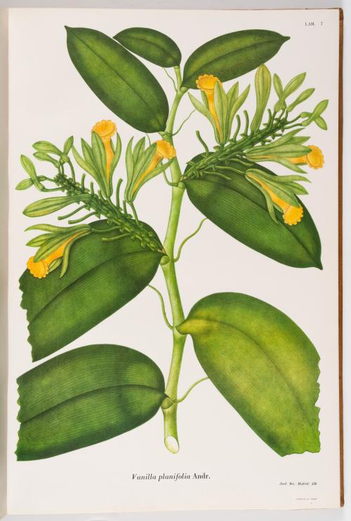 Flora de la Expedición Botánica