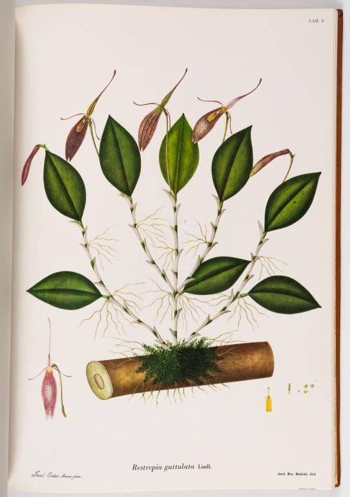 Flora de la Expedición Botánica