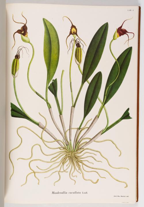 Flora de la Expedición Botánica