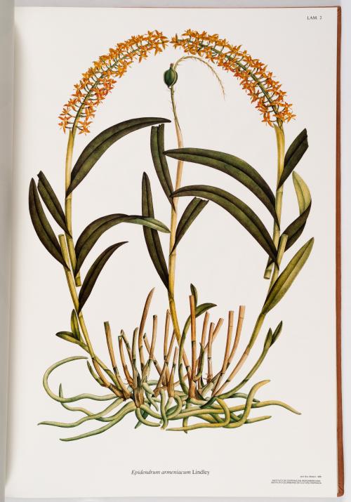 Flora de la Expedición Botánica