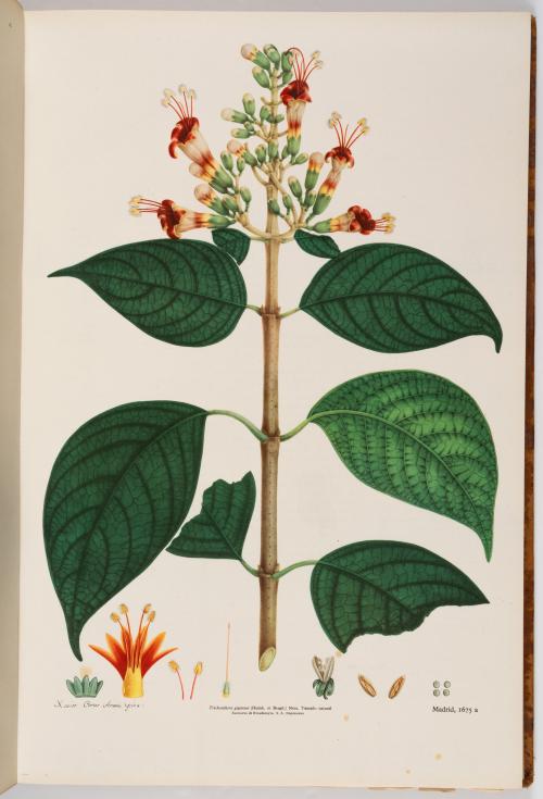 Flora de la Expedición Botánica 