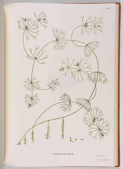 Flora de la Expedición Botánica 