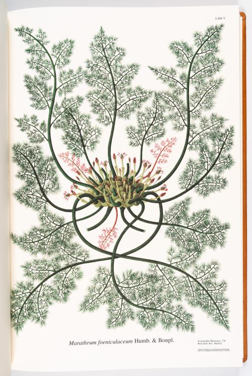Flora de la Expedición Botánica 