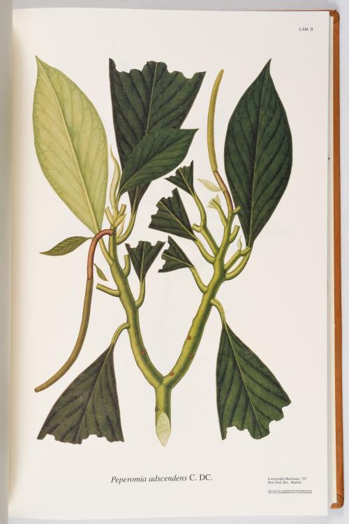 Flora de la Expedición Botánica 