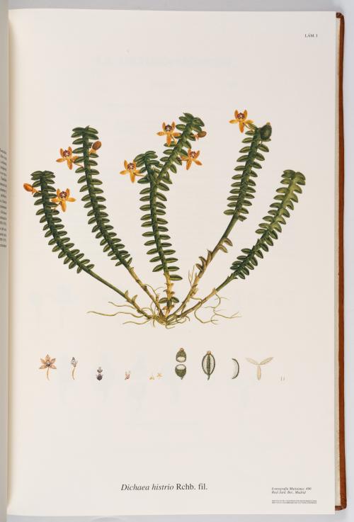 Flora de la Expedición Botánica 