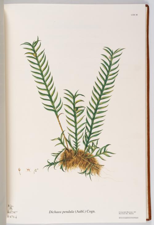 Flora de la Expedición Botánica 