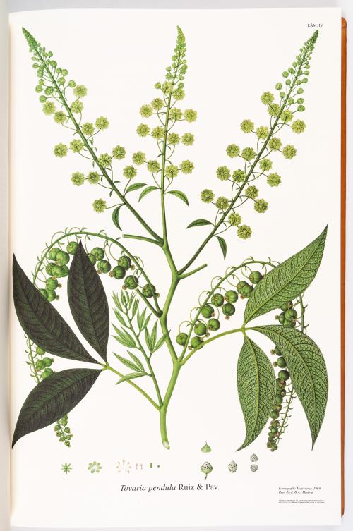 Flora de la Expedición Botánica 