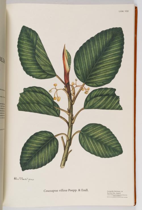 Flora de la Expedición Botánica 
