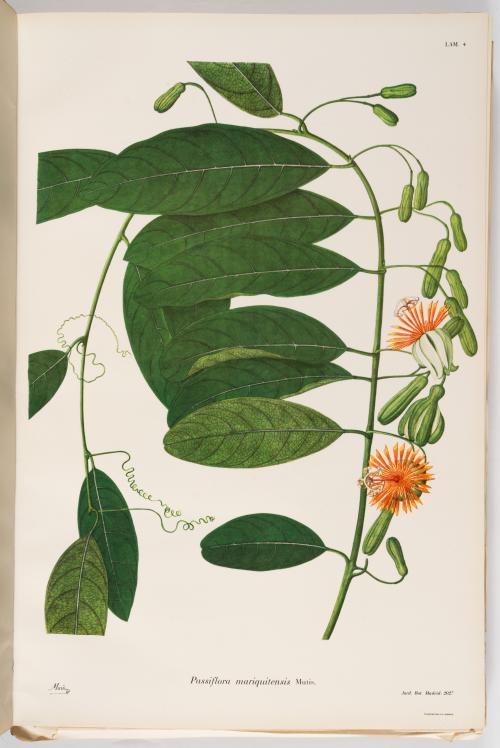 Flora de la Expedición Botánica 