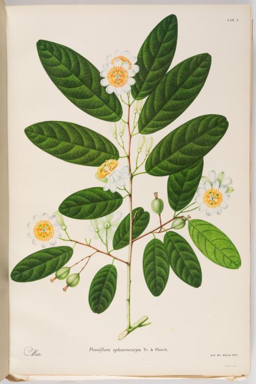 Flora de la Expedición Botánica 