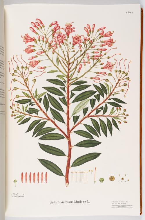 Flora de la Expedición Botánica 