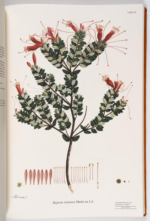 Flora de la Expedición Botánica 