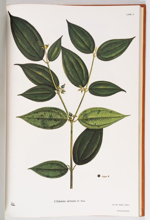 Flora de la Expedición Botánica 