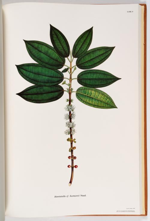 Flora de la Expedición Botánica 