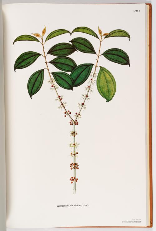 Flora de la Expedición Botánica 