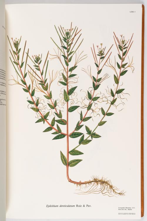Flora de la Expedición Botánica 