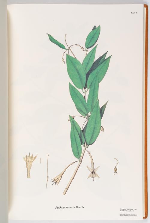 Flora de la Expedición Botánica 