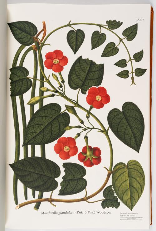 Flora de la Expedición Botánica 
