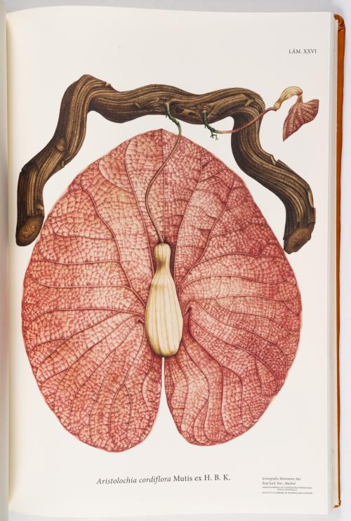 Flora de la Expedición Botánica 