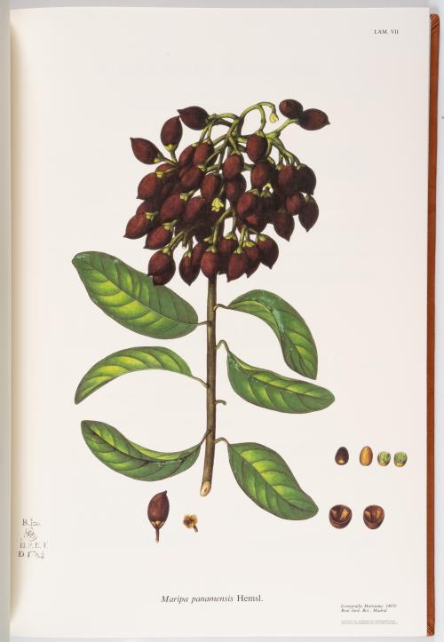 Flora de la Expedición Botánica 