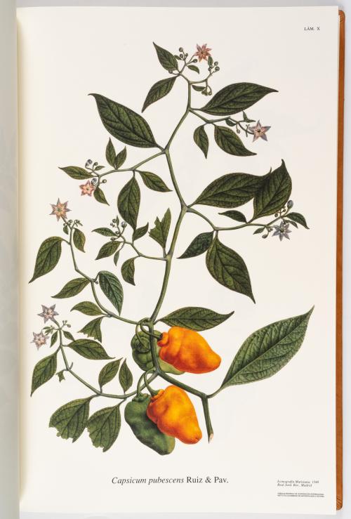 Flora de la Expedición Botánica 