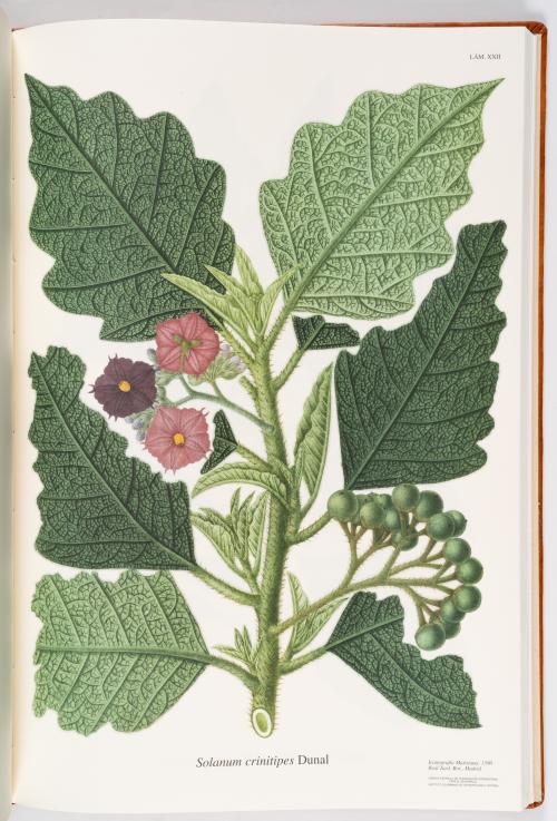 Flora de la Expedición Botánica 