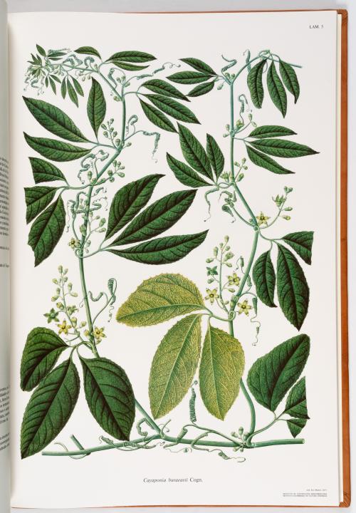 Flora de la Expedición Botánica 