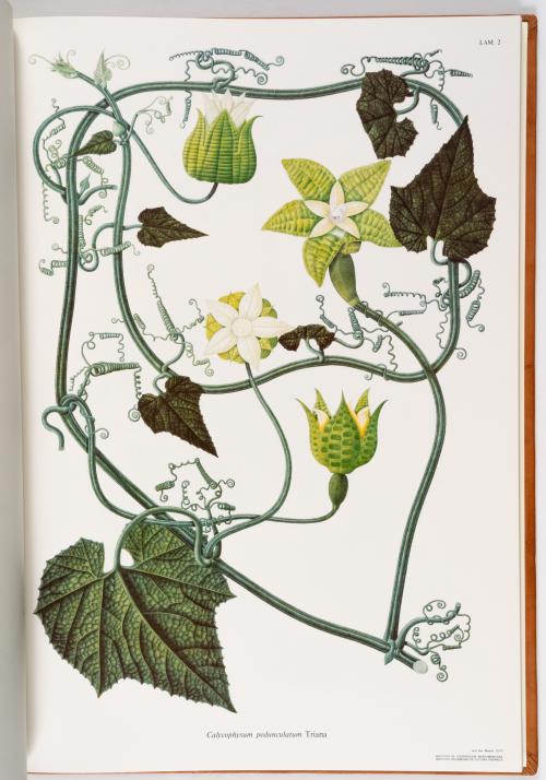 Flora de la Expedición Botánica 