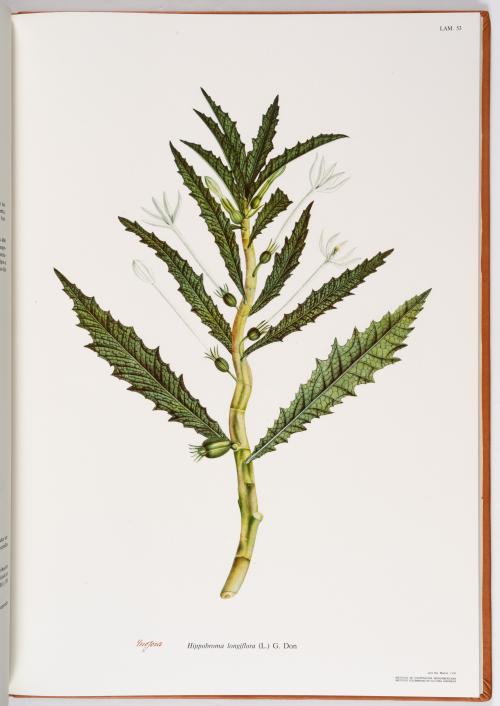 Flora de la Expedición Botánica 