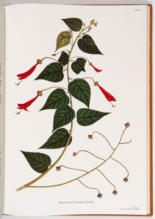 Flora de la Expedición Botánica 