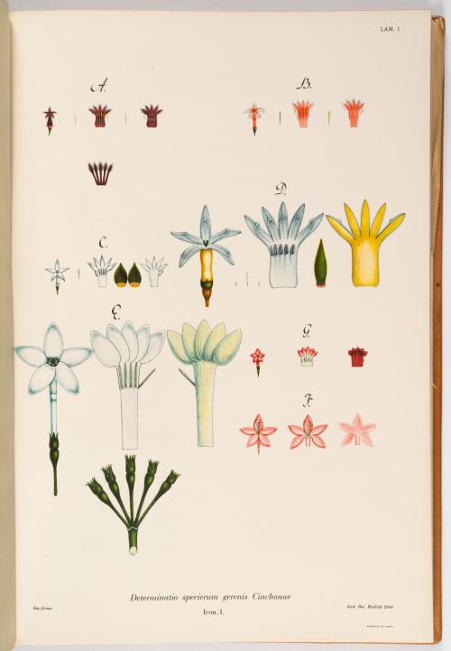 Flora de la Expedición Botánica 