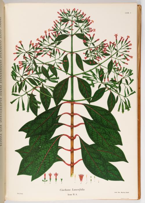 Flora de la Expedición Botánica 