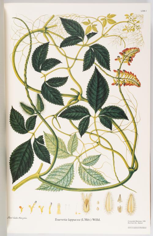 Flora de la Expedición Botánica 