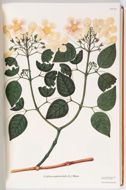 Flora de la Expedición Botánica 
