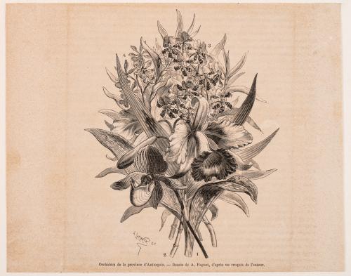 Colección de grabados de animales exóticos y Orquidea de An
