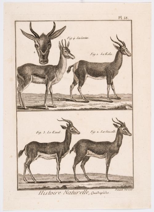 Colección de grabados de animales exóticos y Orquidea de An