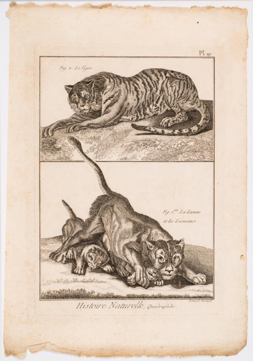 Colección de grabados de animales exóticos y Orquidea de An