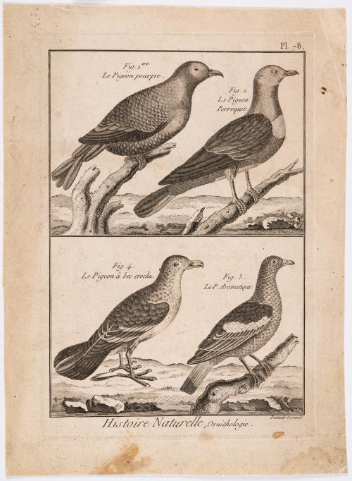 Colección de grabados de animales exóticos y Orquidea de An