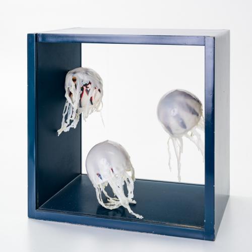 Medusas