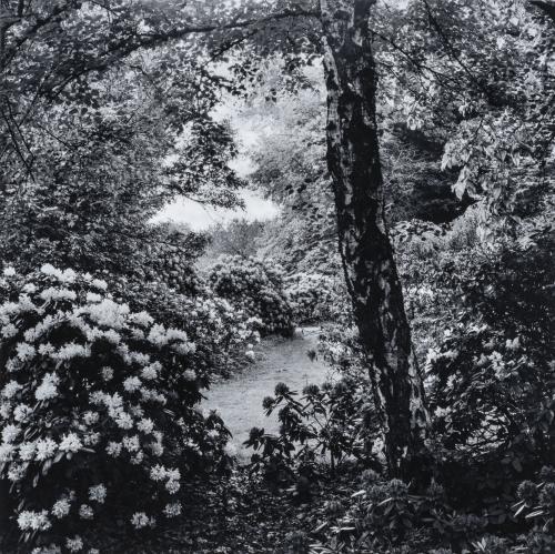 Joan FontcubertaEspaña, 1955 : The Reconstruction of Natur