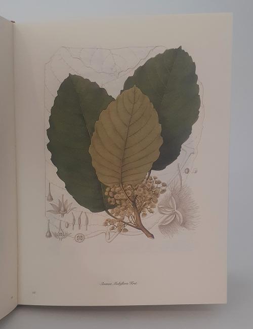 Antei, Giorgio  : Karsten Flora Columbiae. Volumen I