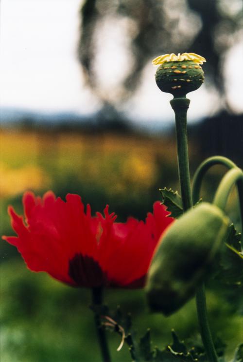 Juan Fernando Herrán (Colombia, 1963) : Flor roja