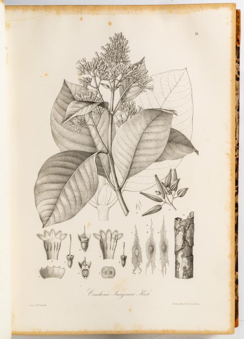 Karsten, Karl Heinrich Gustav Hermann : Flora Colombiae