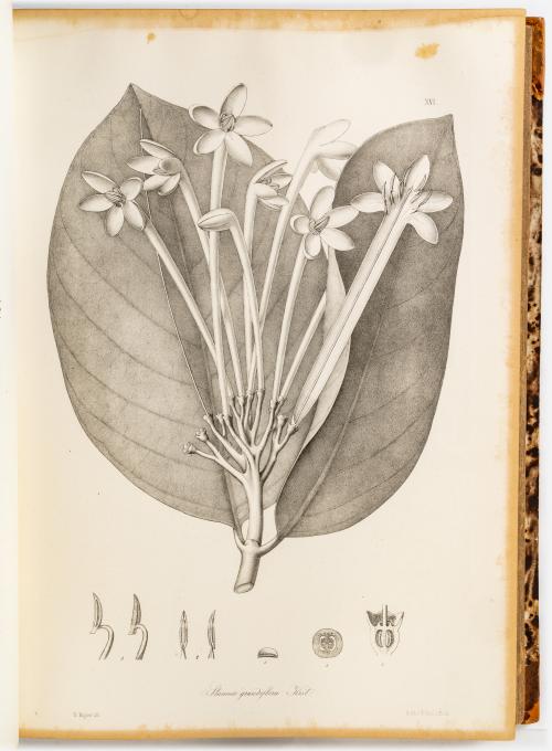 Karsten, Karl Heinrich Gustav Hermann : Flora Colombiae