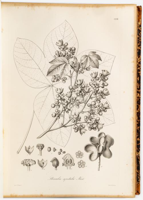 Karsten, Karl Heinrich Gustav Hermann : Flora Colombiae