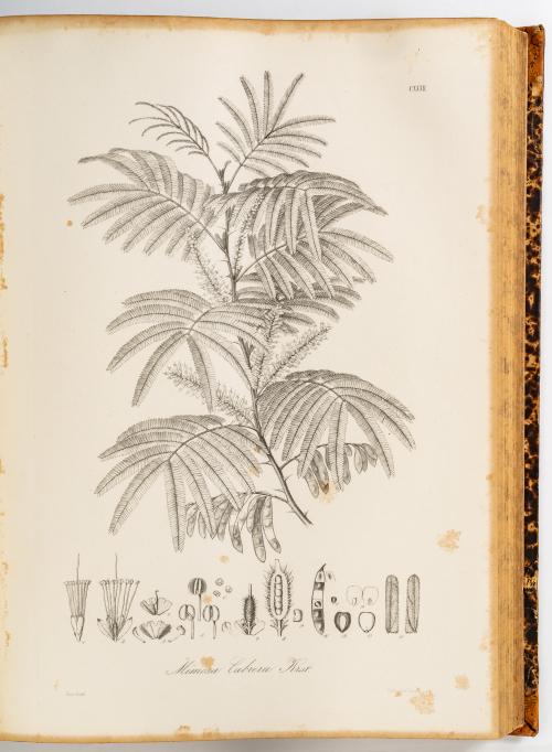 Karsten, Karl Heinrich Gustav Hermann : Flora Colombiae